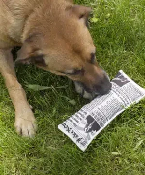 Jouet Chien Journal, Kikkerland