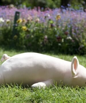 PINKIE - Cochon - Taille L - 55 cm