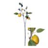 Tige de Citronnier