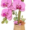 Puzzle 3D en Bois Orchidée Élégante, ROBOTIME