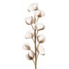 Fleur Gossypium Blanc Brun H92 cm, Yliades